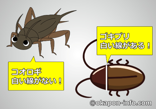 コオロギとゴキブリの違いを画像で比較 簡単な3つの見分け方を紹介